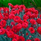 Chabaud Cardinal Red Karanfil Çiçeği Tohumu(70 adet)