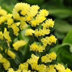 Limonium Sinuatum Deep Yellow Deniz Lavantası Tohumu(30 tohum)