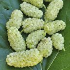 İri Yerli Beyaz Dut Tohumu (5 tohum)