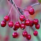 Tüplü Kırmızı Meyveli Katya Rus Yaban Mersini Aronya Fİdanı(50-100 cm)