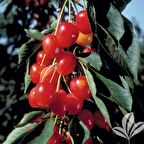 Tüplü Yarı Bodur Early Richmond Vişne Fidanı