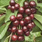 Tüplü Tam Bodur Karina Kiraz Fidanı