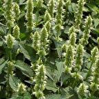 Dev Çiçek Beyaz Mexicana Hysop Çiçeği (50 tohum)