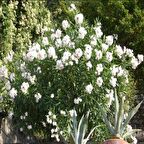 Tüplü Beyaz Çiçekli Zakkum Fidanı