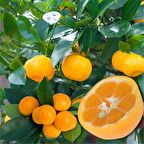 Özel Nadir Tüplü Meyveli İri ve Yuvarlak Kamkat Fidanı (3 yaş)