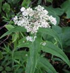 Şifali Boneset Çiçeği Tohumu(50 tohum)