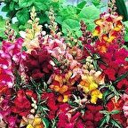 Karışık İri Aslan Ağzı Çiçeği Tohumu (90 tohum)