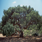 Tüplü Kızılçam Fidanı