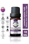 Lavanta Uçucu Yağı-10ml