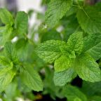 Doğal Melissa Oğul Otu Tohumu (100 tohum)