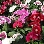 Karışık Renkli Bodur Çin Karanfili Çiçeği Tohumu (100 Tohum)