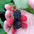 Tüplü Aromalı Dikensiz Bursa-2 Böğürtlen Fidanı