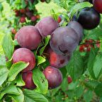 Tüplü Aşılı Bol Sulu Verimli Briton Japon Erik Fidanı