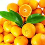 Tüplü Aşılı Bol Verimli Aromalı Sulu Miho Wase Mandalina Fidanı