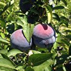 Tüplü Aşılı Çok İri Yarıbodur Black Diamond Japon Erik Fidanı