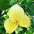 Tüplü Aşılı Erkenci Leziz Bol Verimli Tam Bodur Akça Armut Fidanı