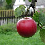 Tüplü Aşılı Erkenci Yazlık Williams Pride Elma Fidanı