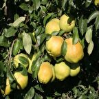 Tüplü Aşılı Geçci Çok İri Meyveli Yarı Bodur Deveci Armut Fidanı