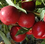 Tüplü Aşılı İri Meyveli Bol Verimli Orta Geçci Amiga Nektarin Fidanı