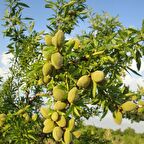 Tüplü Aşılı İri Meyveli Yarı Bodur Bertina Badem Fidanı (10 adet)