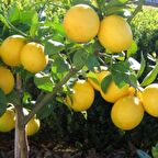 Tüplü Aşılı İri Meyveli Yediveren Extra Jumbo Limon Fidanı