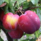 Tüplü Aşılı Kendine Verimli Fortune Japon Erik Fidanı