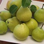 Tüplü Aşılı Kieffer Armut Fidanı