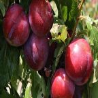 Tüplü Aşılı Orta Geçci Verimli Yarı Bodur Queen Rosa Japon Erik Fidanı