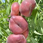 Tüplü Aşılı Özel Paraguaya Basık Yassı Erkenci Şeftali Fidanı