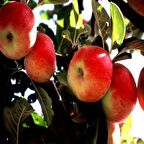 Tüplü Aşılı Sert Bol Sulu Kokulu Tam Bodur Amasya Misket Elma Fidanı