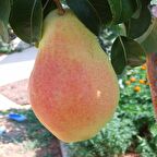 Tüplü Aşılı Yüksek Verimli Santa Maria Armut Fidanı