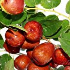 Tüplü Çok Dallı Meyve Verme Yaşında İri Meyveli Hünnap Fidanı