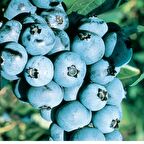 Tüplü Erkenci Jubilee Yaban Mersini Likapa Fidanı