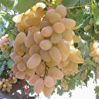 Tüplü Hoş Kokulu İri Taneli Sofralık Razaki Üzüm (Asma-Bağ) Fidanı