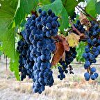 Tüplü Orta Geçci Kokulu Şaraplık Merlot Üzüm (Asma-Bağ) Fidanı