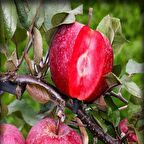 Tüplü Red Fleshed İçi Dışı Kırmızı Elma Fidanı