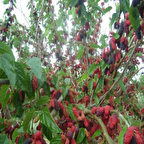 Tüplü Yediveren Avustralya Dut Fidanı