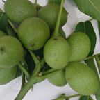 Tüplü Yüksek Verimli Fernette Ceviz Fidanı