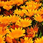 Afrika Papatyası Çiçeği Tohumu(30 tohum)