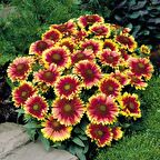 Ateştopu Gaillardiaaristata Gayret Çiçeği Tohumu(30 adet)