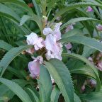 Balsamina Karışık Renkli Kına Çiçeği Tohumu (150 tohum)