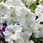 Beyazların Dansı White Akşam Sefası Çiçeği Tohumu(20 tohum)