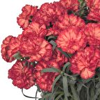 Chabaud Turuncu Karanfil Çiçeği Tohumu(70 adet)