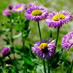Clear Blue Erigeron Çiçeği Tohumu(50 tohum)