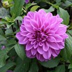 Dahlia Çiçekli Dream Rosy Lavender Zinya Çiçeği Tohumu(40 tohum)