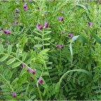 Doğal Burçak(Vicia ervilia) Otu Tohumu(30 tohum)