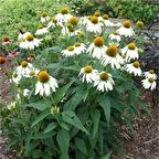 Doğal White Swan Beyaz Ekinezya Çiçeği Tohumu (40 Tohum)