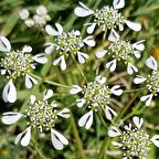 Geyik Otu(Tordylium maximum L.)  Tohumu(100 tohum)