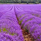 Hidcote Blue Lavanta Tohumu (100 tohum)