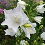 Karışık Fielgrown Kahkaha Çiçeği Tohumu (10 tohum)